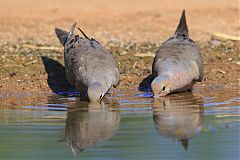 Mourning Dove